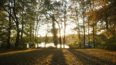 Golden Hour Sunlight Filtering Through Autumn Trees by the Lake 動画素材 289236292
