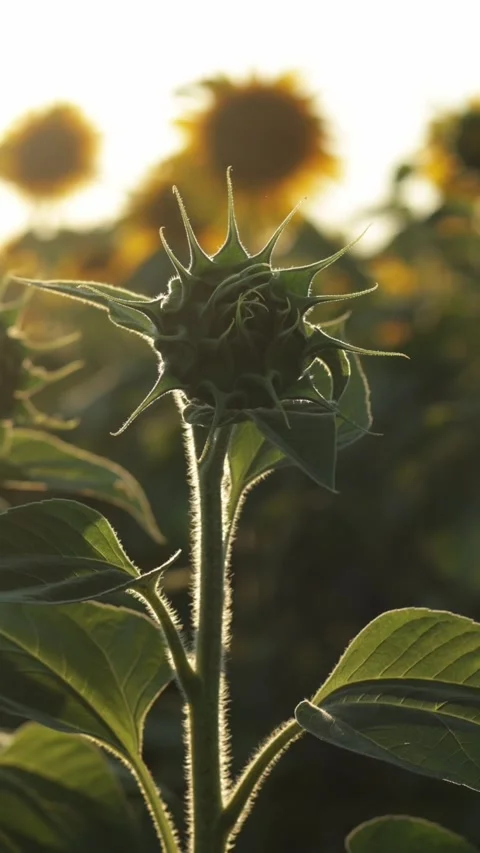Golden hour sunlight illuminates a developing sunflower bud in a field Vidéo 344102304