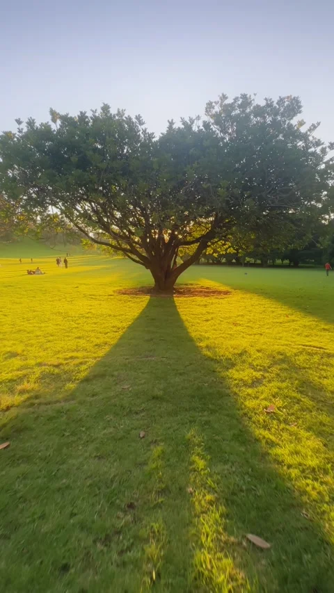 Golden hour sunlight illuminates a large tree and people in a park, Sydney, AU Stock Footage 335601224