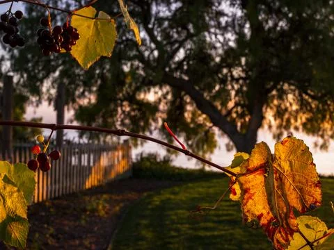 Golden hour sunlight illuminates ripe grapes and vineyard leaves at sunset 库存照片