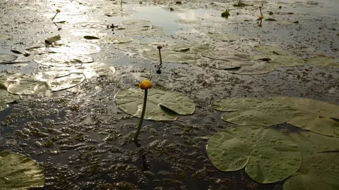 Golden hour sunlight reflects on a tranquil pond with water lilies and lily pads Stock Footage 337129822