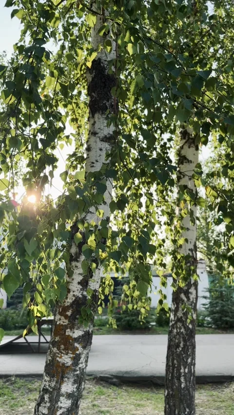 Golden hour sunlight shining through birch tree leaves Stock Footage 327985176