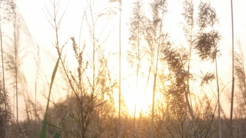 Golden Hour Sunlight Shining Through Tall Wild Grass Stalks In A Meadow Video stock 341960627
