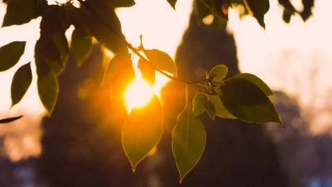 Golden Hour Sunlight Shining Through Tree Leaves During A Summer Evening Stock Footage 342333231