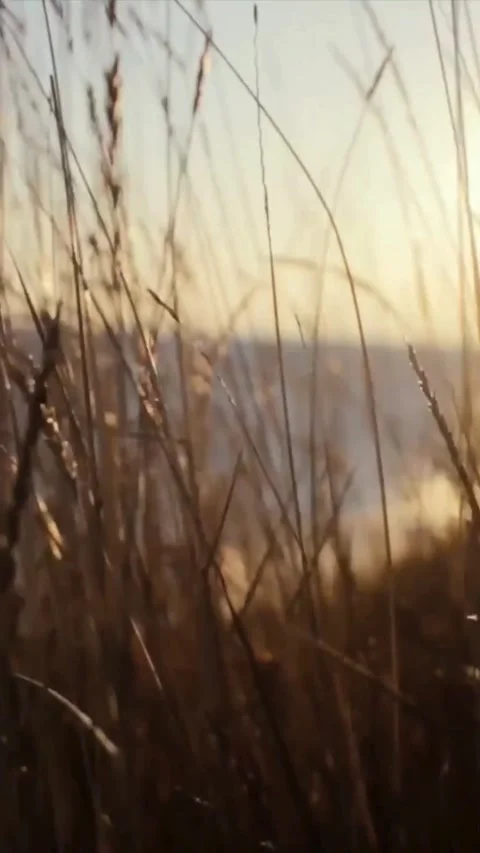 Golden hour sunlight shining through tall wild grass in a peaceful meadow field Video stock 342675293