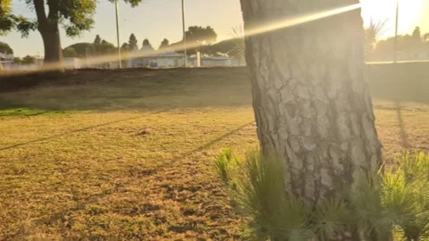 Golden hour sunlight streaming through pine trees in a park Stock Footage 337732159