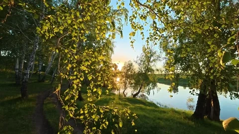 Golden Hour Sunlight Through Birch Trees 库存影片 336804345