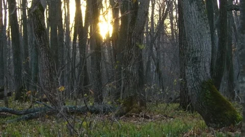 Golden Hour Sunlight Through Forest Trees In Southern Urals, Russia Stock Footage 325467265