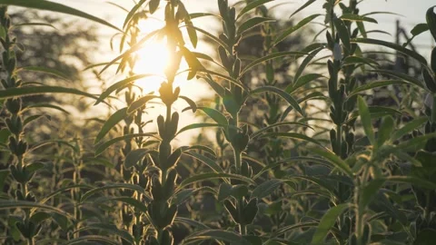 Golden Hour Sunlight Through Green Sesame Plants in Rural Field Video stock 342013433