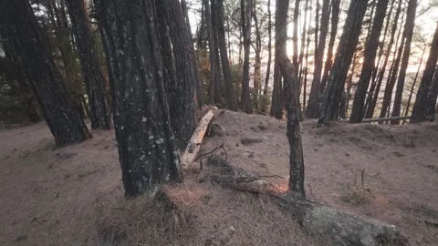 Golden Hour Sunlight Through Pine Trunks In Isolated Mountain Forest Stock Footage 326165061