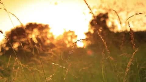 Golden Hour Sunlight Through Tall Grass Field Stock Footage 346196334