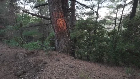 Golden Hour Sunlight Touching Pine Trunk In Dense Forest Stock Footage 326164877