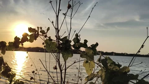 Golden Hour Sunset Over Calm Lake with Silhouette Plants Stock-Footage 341506574