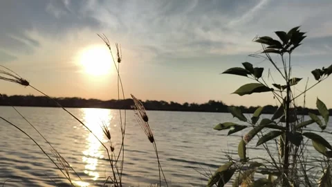 Golden Hour Sunset Over Calm Lake with Silhouetted Grass Stock-Footage 341506786