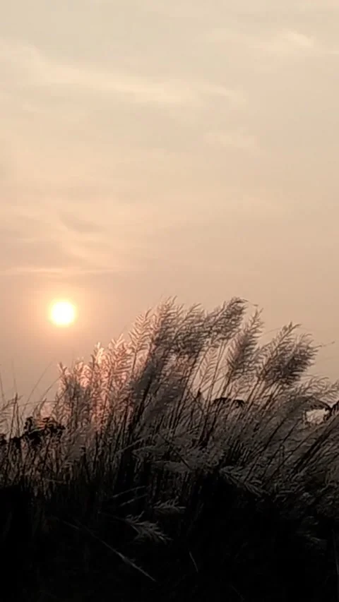 Golden Hour Sunset View Through Swaying Autumn Reed Grass (Kashful) Stock Footage 287616559