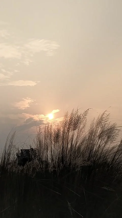 Golden Hour Sunset View Through Swaying Autumn Reed Grass (Kashful) Stock Footage 287956174
