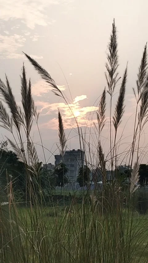 Golden Hour Sunset View Through Swaying Autumn Reed Grass (Kashful) Stock Footage 287956230