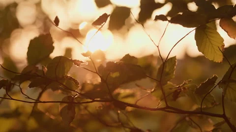 Golden hour through the leafs of a deciduous forest in autumn. Location: Stock Footage 239116408