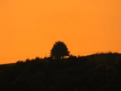 Golden Hour Tree Stock Photos