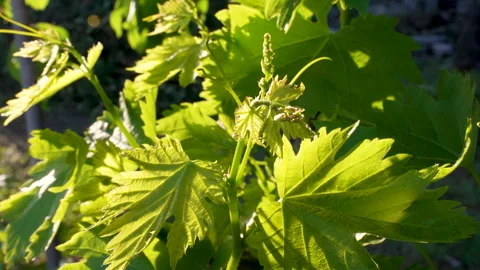 Golden Hour Vineyard Leaves in Spring Stock Footage 344953873