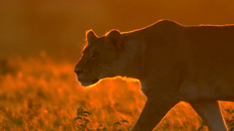 Golden huntress Stock Footage 201935682
