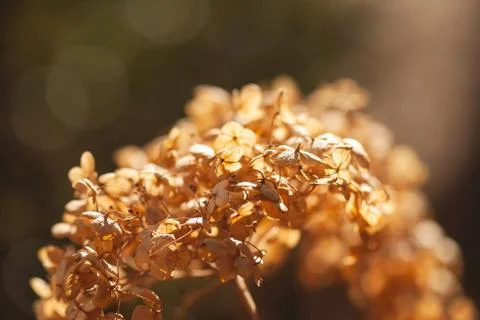 Golden Hydrangea Flowers Stock Photos