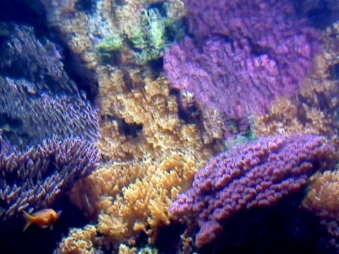 Golden Ice Stock Footage 490342