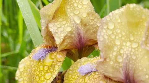Golden Iris Holds Raindrops in Lush Summer Garden Stock Footage 335163702