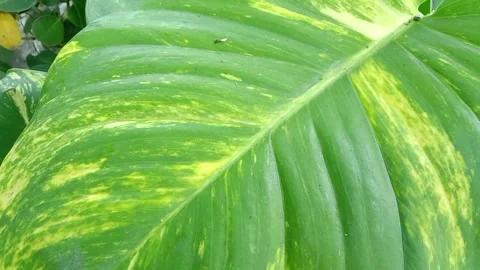 Golden Ivory Pothos Leaf Striped Leaves Stock Footage 311353104