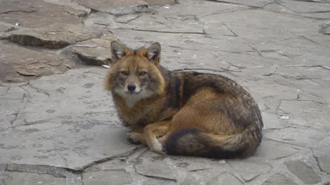 Golden jackal in captivity Stock Footage 105077673