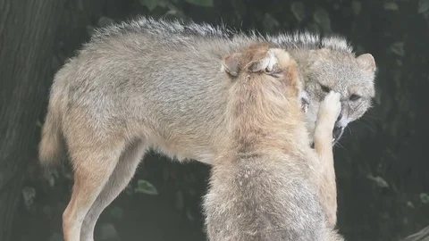 Golden jackal, close up 스톡 동영상 79732498