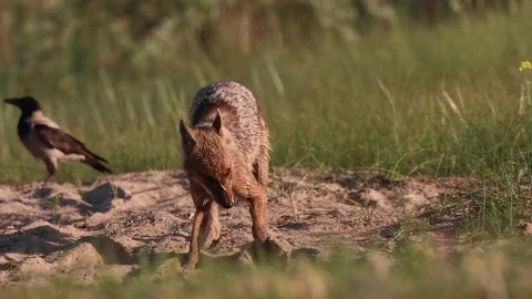 Golden Jackal digging Video stock 84065732