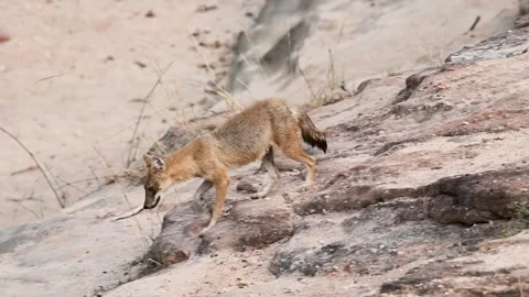 Golden jackal elegantly running down the hill in Bandhavgarh national park Stock Footage 277448254