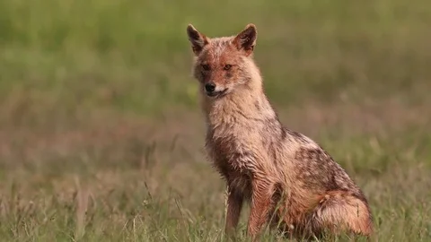 Golden Jackal Video stock 84065264