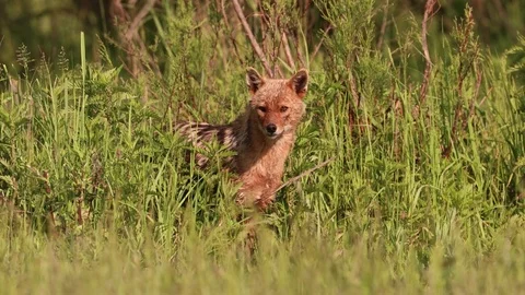 Golden Jackal Video stock 84065334
