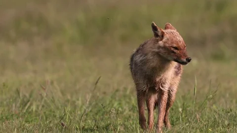 Golden Jackal Video stock 84065387