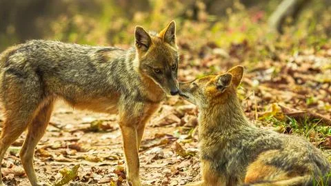 Golden jackal Stock-Fotos