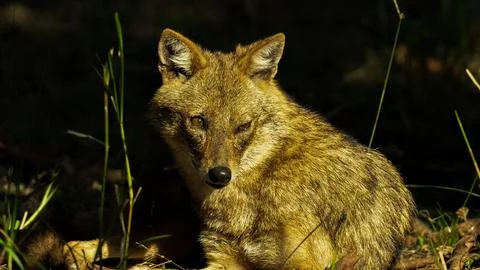 Golden jackal Stock Photos
