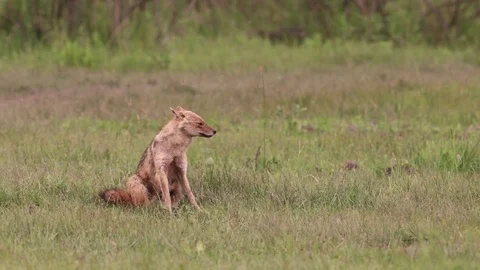 Golden Jackal relaxing Stock Footage 84065657