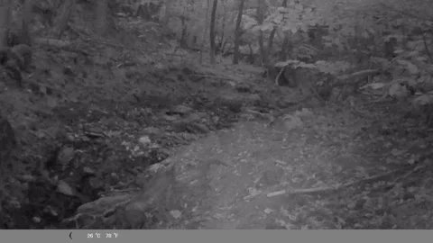 Golden Jackal Walking Through Forest at Night – Wildlife Camera Trap Footage Stock Footage 341804725