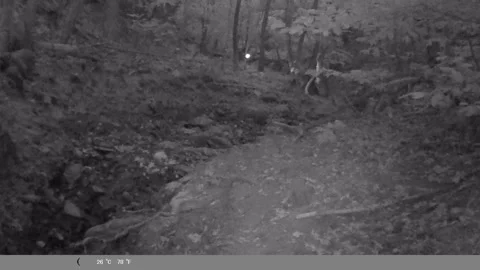 Golden Jackal Walking Through Forest at Night – Wildlife Camera Trap Footage Stock Footage 341805233