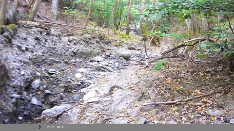 Golden Jackal Walking Through Forest Ravine Captured on Trail Camera Stock Footage 341806042
