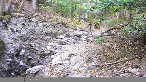Golden Jackal Walking Through Forest Ravine Captured on Trail Camera Stock Footage 341806056