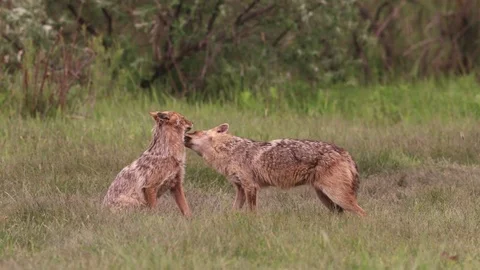 Golden Jackals (Canis aureus) interacting Video stock 84065325