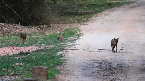 Golden jackals jogging towards the camera in Kanha national park Stock Footage 277976899