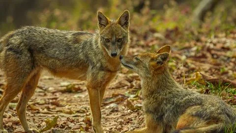 Golden jackals Stock-Fotos