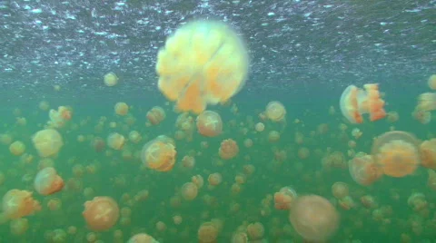 Golden Jellyfish 動画素材 697103