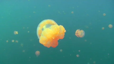 Golden Jellyfish Stock Footage 697109