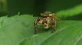 Golden Jumping Spider (Paraphidippus aurantius) Male 1 HD Footage
