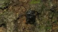 Golden Jumping Spider (Paraphidippus aurantius) 1 HD Footage
